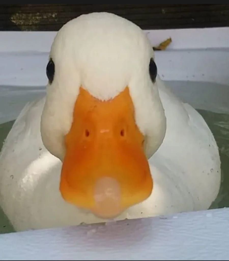 Profil de Teiva